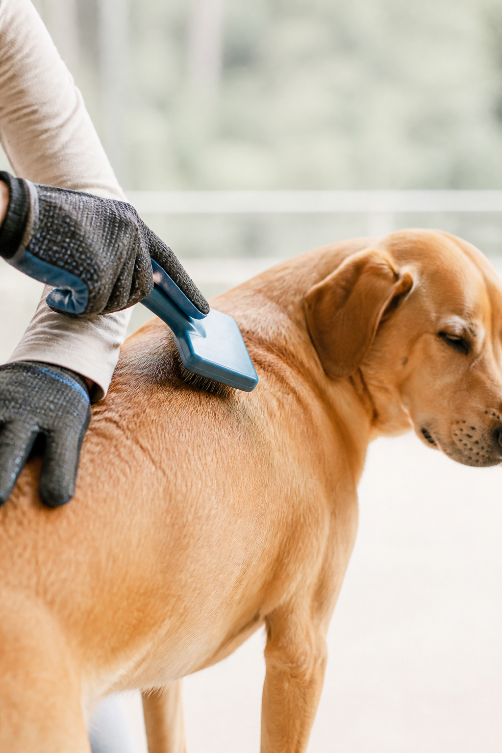 Mains gantées brossant le dos d'un chien à poil bouclé blanc sur une table de toilettage, touffes de poils visibles sur la brosse, lumière d'atelier